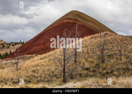 Dead Western Junipers, Juniperus occidentalis, fire-killed in the Painted Hills, John Day Fossil Beds National Monument, Oregon Stock Photo