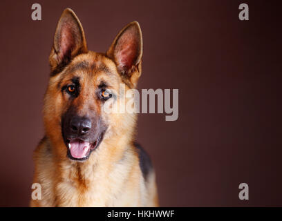 German shepherd dog portrait in studio Stock Photo