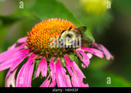 Eastern Carpenter Bee on Purple Coneflower. Stock Photo