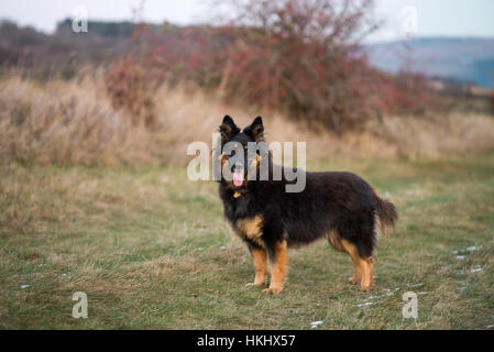 Chodsky pes Stock Photo