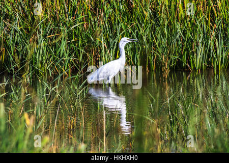 A wading egret, fishing in Radipole Lake, standing still and casting a reflection. Stock Photo