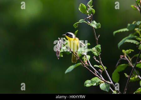 Common yellowthroat - male Stock Photo