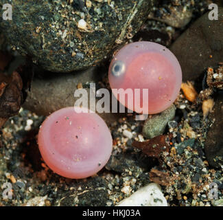 Fish eggs salmon underwater hi-res stock photography and images - Alamy