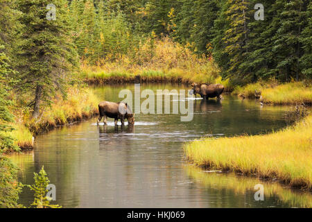 Bull and cow moose (alces alces) feeding in a shallow pond south of Cantwell, photo taken from Parks Highway common moose habitat Stock Photo