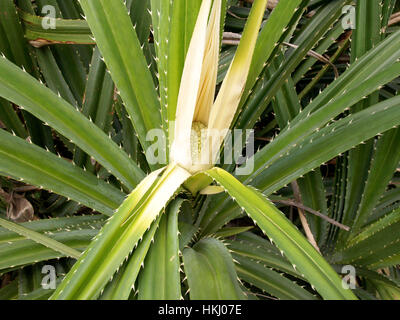 Shoots of Screw pine (Pandanus fascicularis) is a species of pandan native to Southeast Asia, South India, Taiwan and South Japan Stock Photo