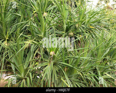 Pandanus trees are also known as Screw Pine grow in mangrove forest and beach. Stock Photo