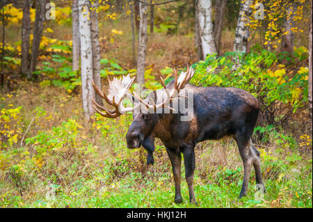 The large bull moose (alces alces) known as 'Hook' who roams in the Kincade Park area in Anchorage is seen during the fall rut in South-central Alaska Stock Photo