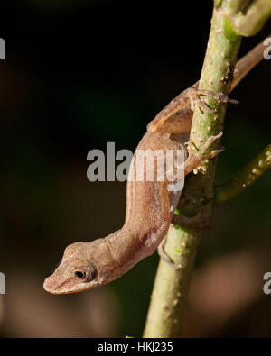 Tropical house Gecko (Hemidactylus mabouia) on a branch. Stock Photo