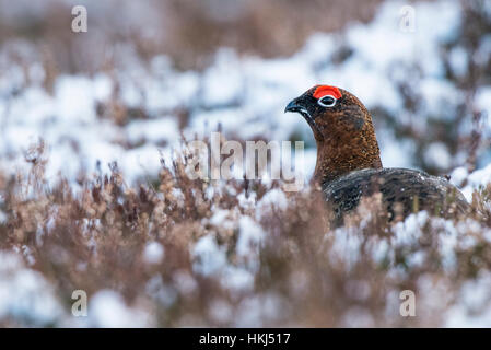 Red grouse (Lagopus lagopus scotica) in heathland with snow, Cairngorms National Park, Scottish Highlands, Scotland Stock Photo