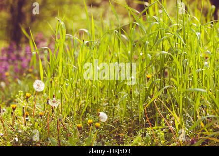 kinds of flowers in the meadow, note shallow depth of field Stock Photo