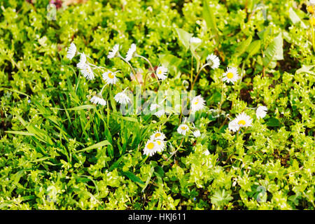 kinds of flowers in the meadow, note shallow depth of field Stock Photo