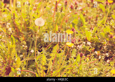 kinds of flowers in the meadow, note shallow depth of field Stock Photo