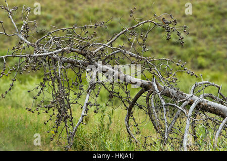 Dead lodgepole pine in Yellowstone National Park Stock Photo