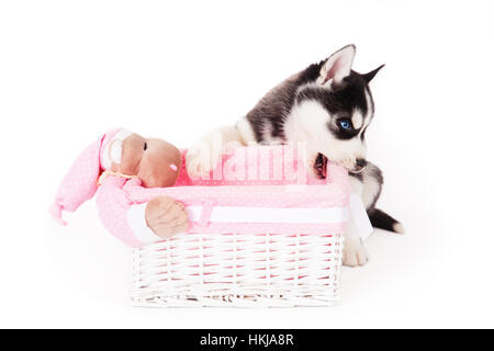 Siberian husky near the basket, in the studio on a white background. Stock Photo