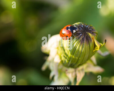 Red ladybird or ladybug on top of a closed dandelion Stock Photo