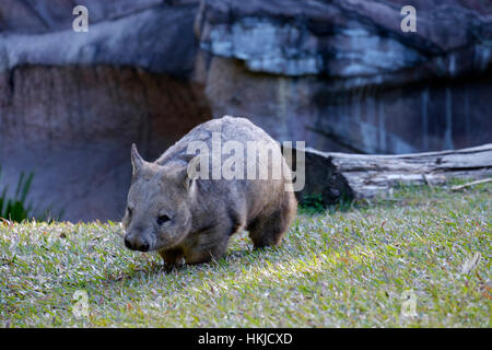 Wombat - Australia Zoo Stock Photo