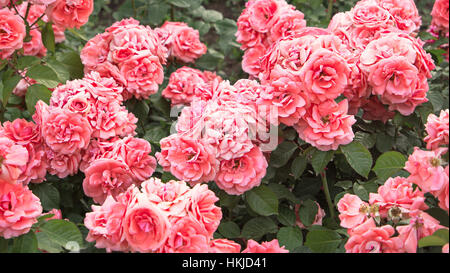 Pale pink roses shrub in garden, vintage color. Bush of beautiful pink roses Stock Photo