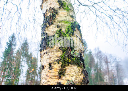 Moss on a tree trunk Stock Photo