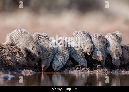 Banded Mongoose Stock Photo