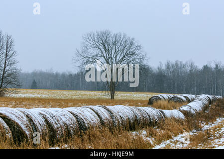 Round bales of hay lined up along a field in Wisconsin during the winter. Stock Photo