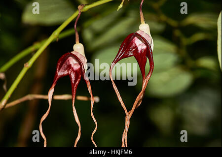 Flowering Birthwort, also called pipe vine or dutchman's pipe vine Stock Photo
