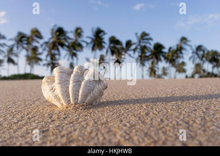 Seashell on beach against sky, Tangalle, South Province, Sri Lanka Stock Photo