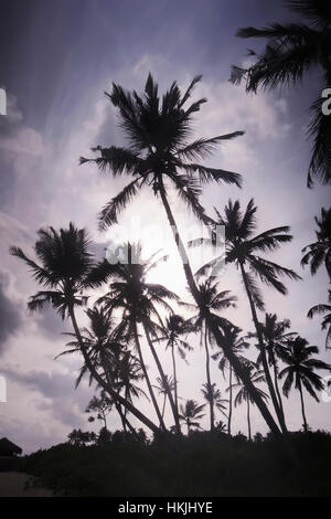 Low angle view of palm trees against cloudy sky, Tangalle, South Province, Sri Lanka Stock Photo