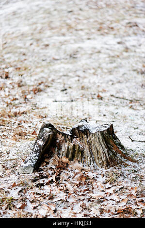 Tree stump in forest with snow in winter Stock Photo