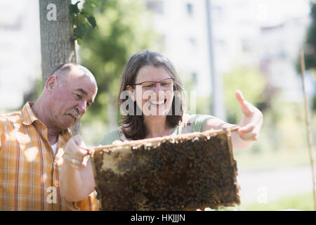 Beekeepers looking at honeycomb, Freiburg im Breisgau, Baden-Württemberg, Germany Stock Photo