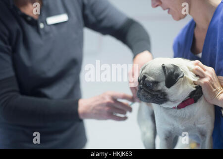 Veterinarians doing a check-up on a dog,Breisach,Baden-Württemberg,Germany Stock Photo