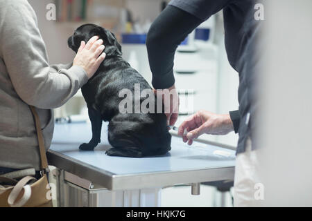 Veterinarian injecting to dog,Breisach,Baden-Württemberg,Germany Stock Photo