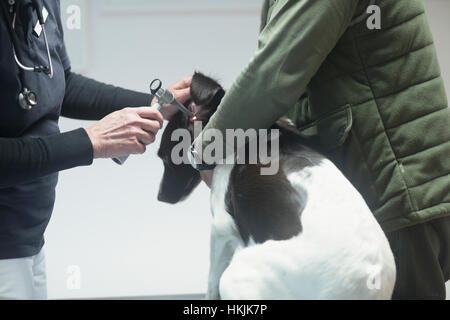 Veterinarian doing a check-up on a dog,Breisach,Baden-Württemberg,Germany Stock Photo