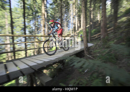 Mountain biker riding on footbridge through forest, Zillertal, Tyrol, Austria Stock Photo