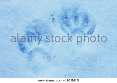Raccoon tracks in the snow Stock Photo: 133197029 - Alamy