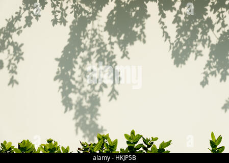 Shadows from the trees falling on the wall. Stock Photo