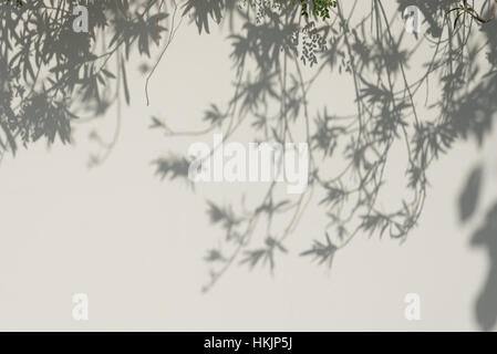 Shadows from the trees falling on the wall. Stock Photo
