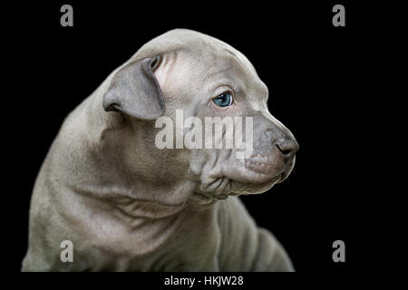 Thai ridgeback puppy isolated on black Stock Photo