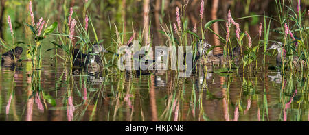 Wood duck family hiding among the smartweed Stock Photo