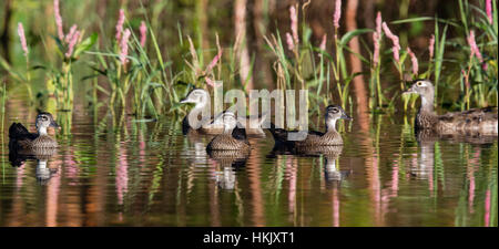 Wood duck family Stock Photo