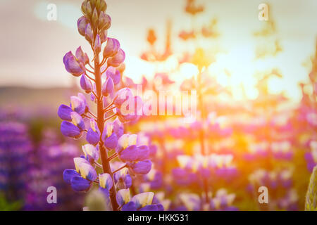Typical Iceland landscape with lupine flowers field. Summer time Stock Photo