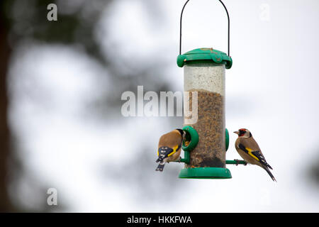 Gold finches feeding at a bird feeding station in a garden in Flintshire, Wales, UK Stock Photo