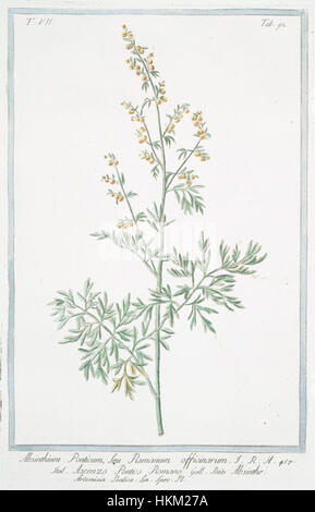 Artemisia pontica - Hortus Romanus Stock Photo