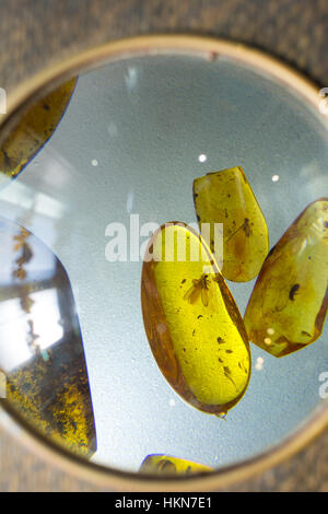 Amber stones with insects inside on a glass Stock Photo