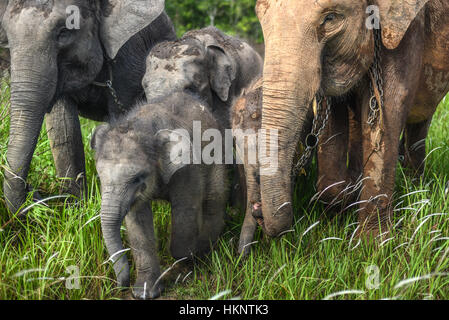 A herd of sumatran elephants walking on grassland. Stock Photo