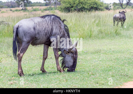 Blue wildebeest (Connochaetes taurinus) grazing on the green grass Stock Photo