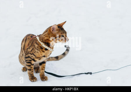 Bengal cat on winter background. Domestic cat in nature. White with brown playing kitten. Cat near fir tree. Snowy winter. Stock Photo