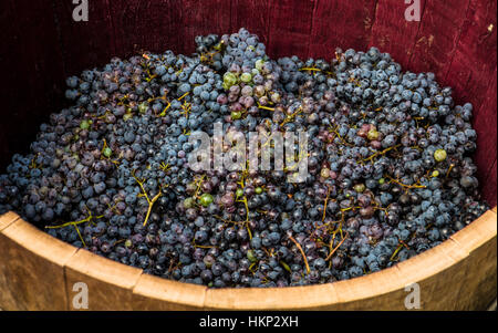 Bunches of red grapes ready to be pressed with the feet following ancient traditions and producing genuine wine. Stock Photo