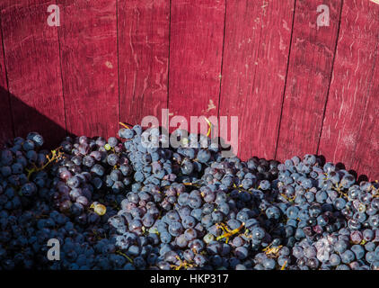 Bunches of red grapes ready to be pressed with the feet following ancient traditions and producing genuine wine. Stock Photo