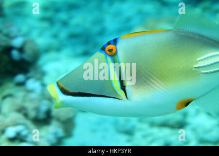 Picasso triggerfish (Rhinecanthus assasi) underwater in the coral reef of the Red Sea