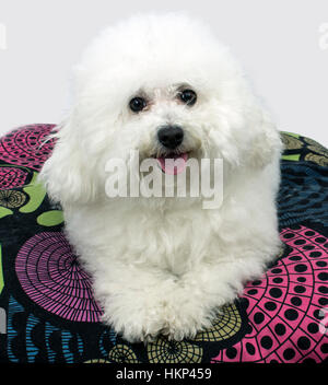 Bichon Frise isolated, over white sitting on pillow Stock Photo